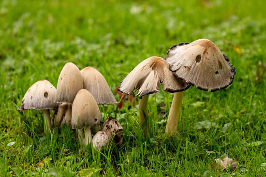 1280px-A_group_of_common_ink_cap_mushrooms_副本.jpg