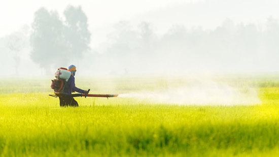 insecticide_spraying_rice_field_606165164_1200_副本.jpg