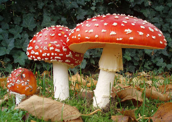 1280px-2006-10-25_Amanita_muscaria_crop_副本.jpg