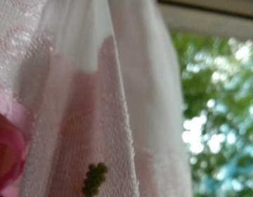 OMG,我家窗帘上长了个类似于青提的东西，有哪位推理达人认识吗？